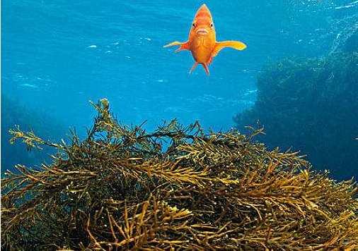 海藻生物有机肥到底有什么优势？