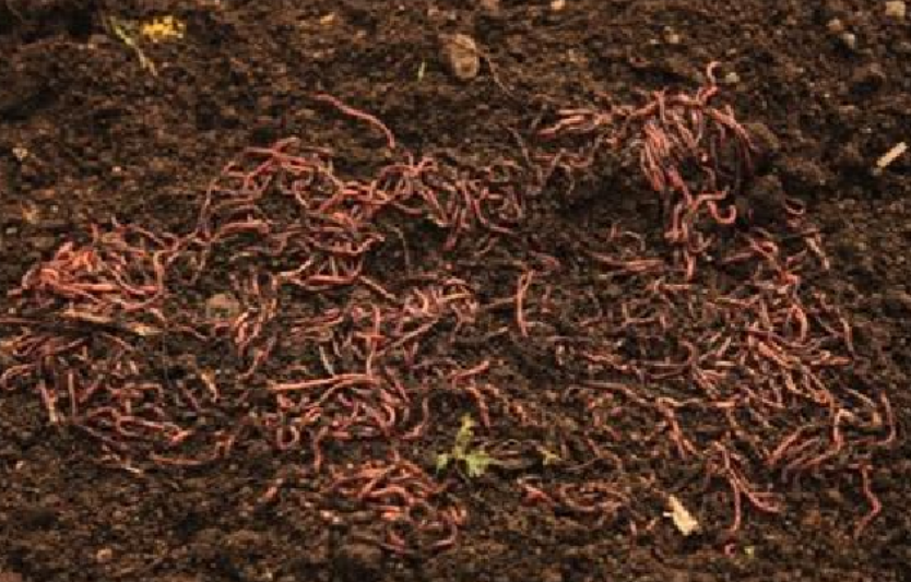 土地中的蚯蚓逐渐变少，多施有机肥吧