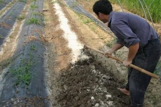 有机肥在土壤中的大作用