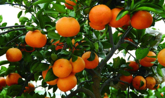 柑橘留树保鲜，有机肥少不了