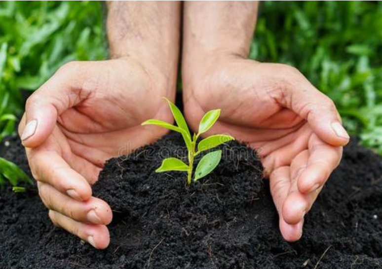 有机肥料可以补充土壤缺碳