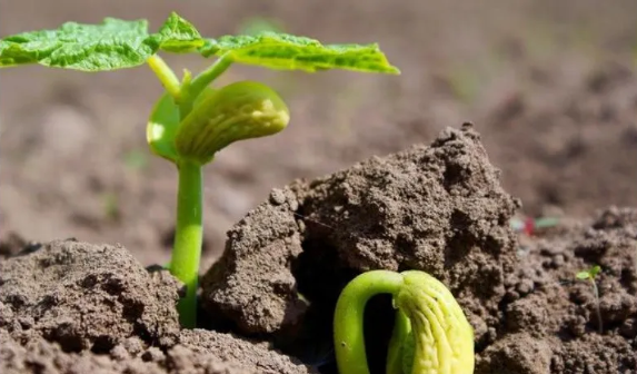 生物有机肥补充土壤有机质 生物有机肥补充土壤有机质