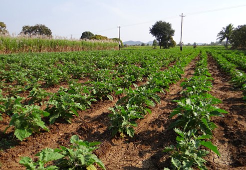 施用有机肥的农产品