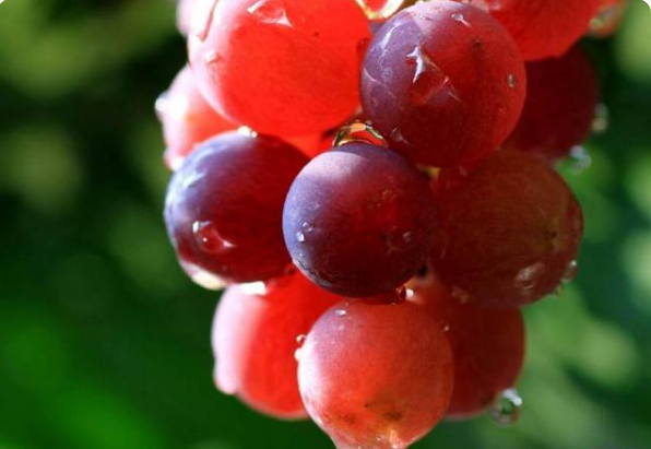 葡萄使用生物有机肥要充分腐熟