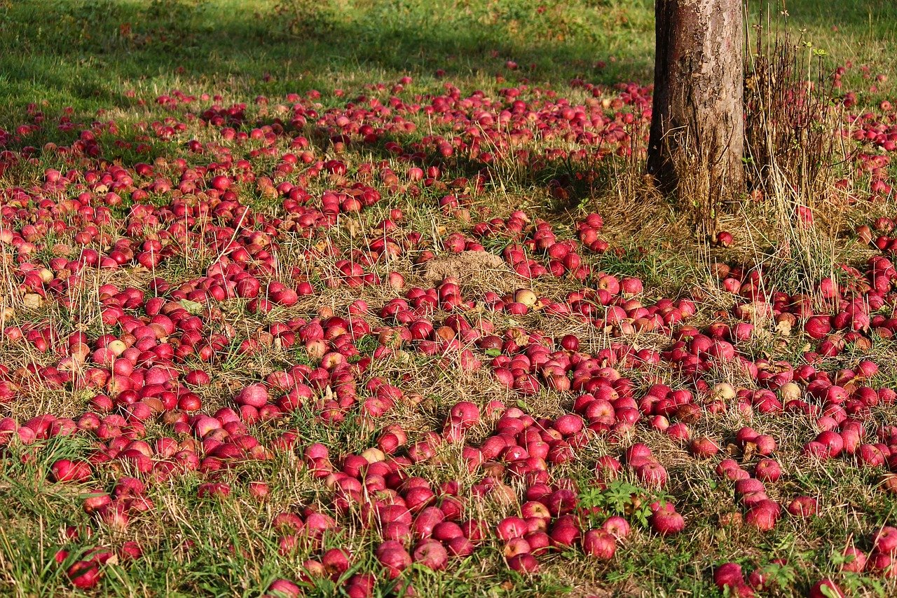 使用生物有机肥的苹果园