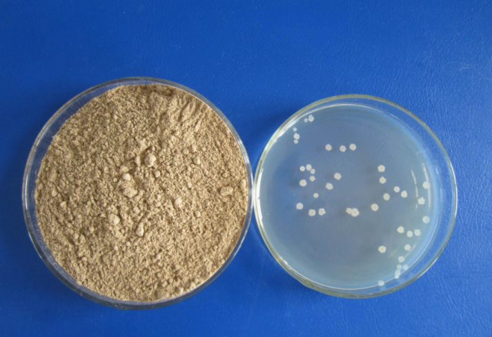 生物有机肥菌种：枯草芽孢杆菌