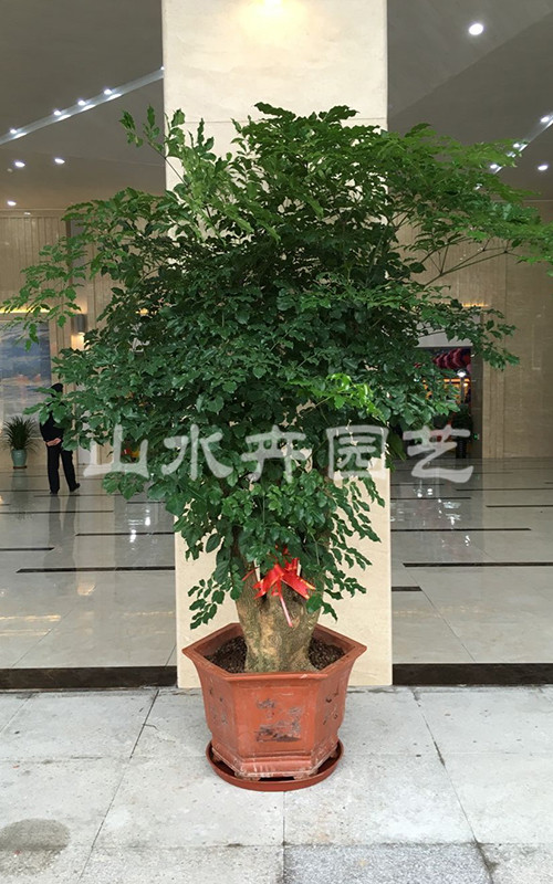 精品盆栽 精品盆栽