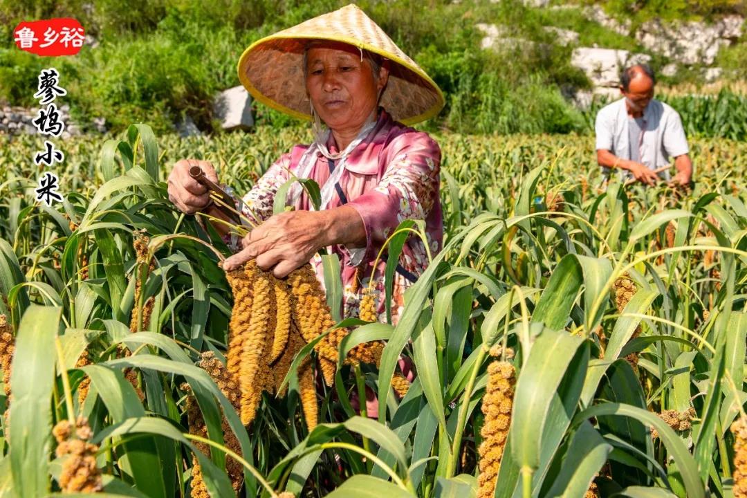 品質這么好的富硒小米怎么種植出來的？