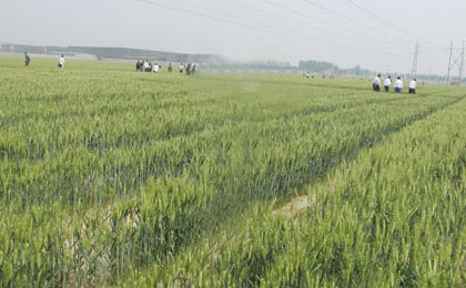 山農29小麥在桓台縣喜獲高產