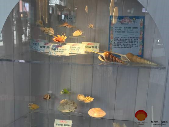 香港始創中心夏日貝殼珍品奇趣展