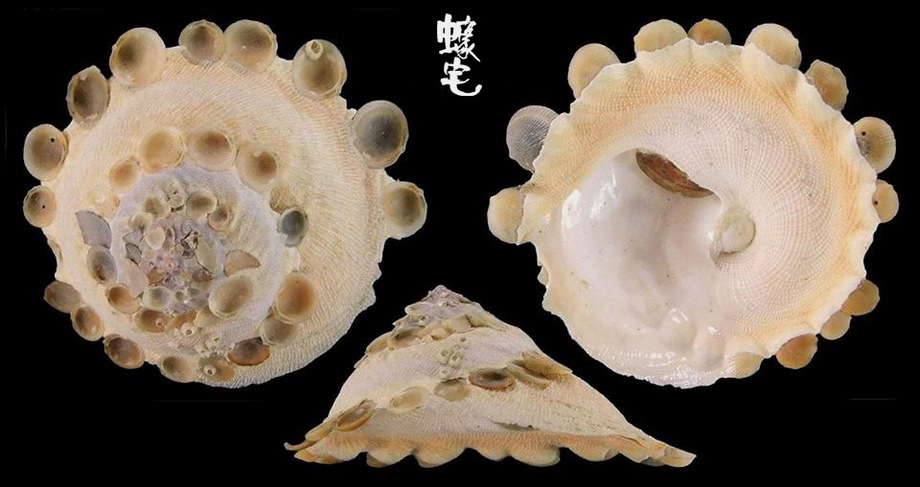 中华缀壳螺xenophora chinensis chinensis壳呈低圆锥