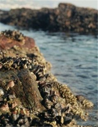  “隨波逐流”靈感大爆發(fā)：來(lái)自貝類的神奇膠水
