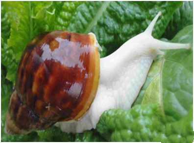 食用蜗牛品种图片