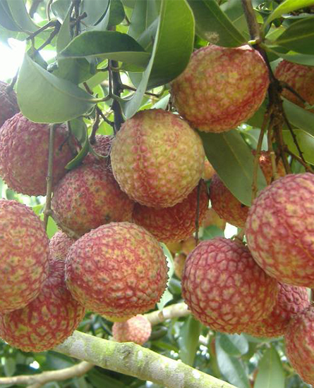 好生活(上海)农副产品配送服务有限公司是一家大型专