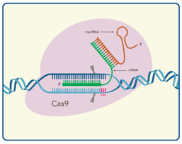 Alt-R CRISPR-Cas9系统