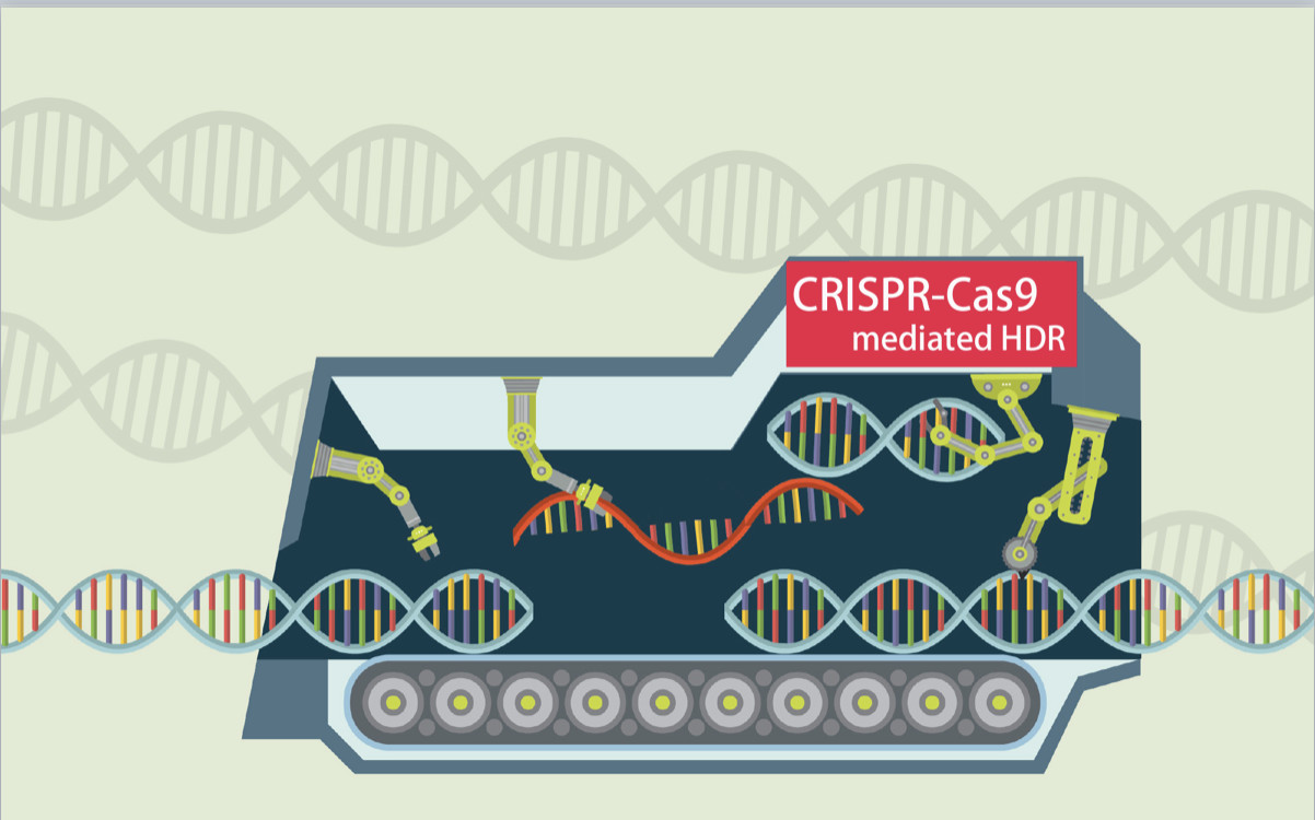 CRISPR-Cas9介导同源重组的指南概要