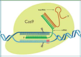 Alt-R HiFi Cas9 Nuclease V3