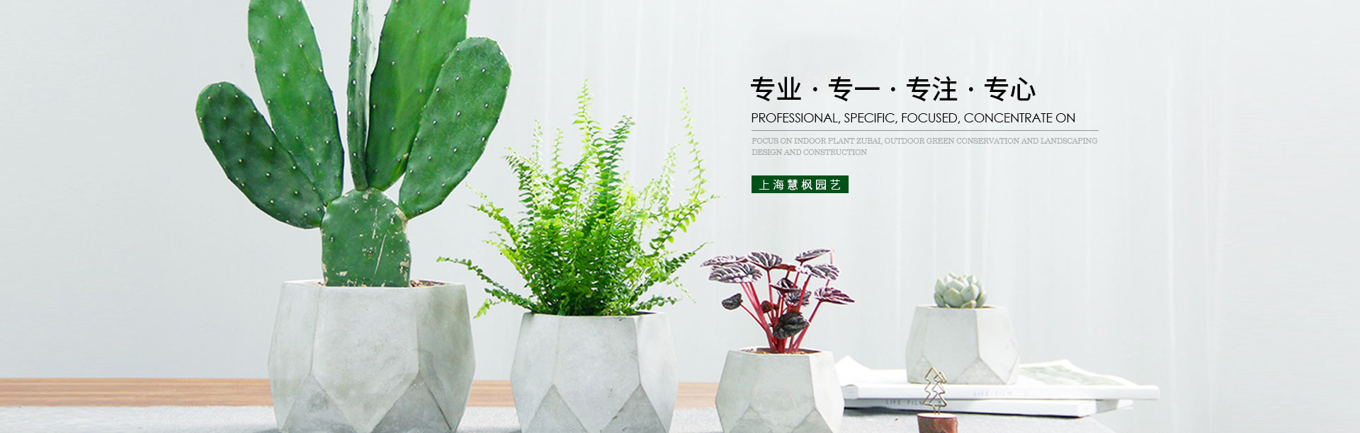 绿植植物租赁厂家