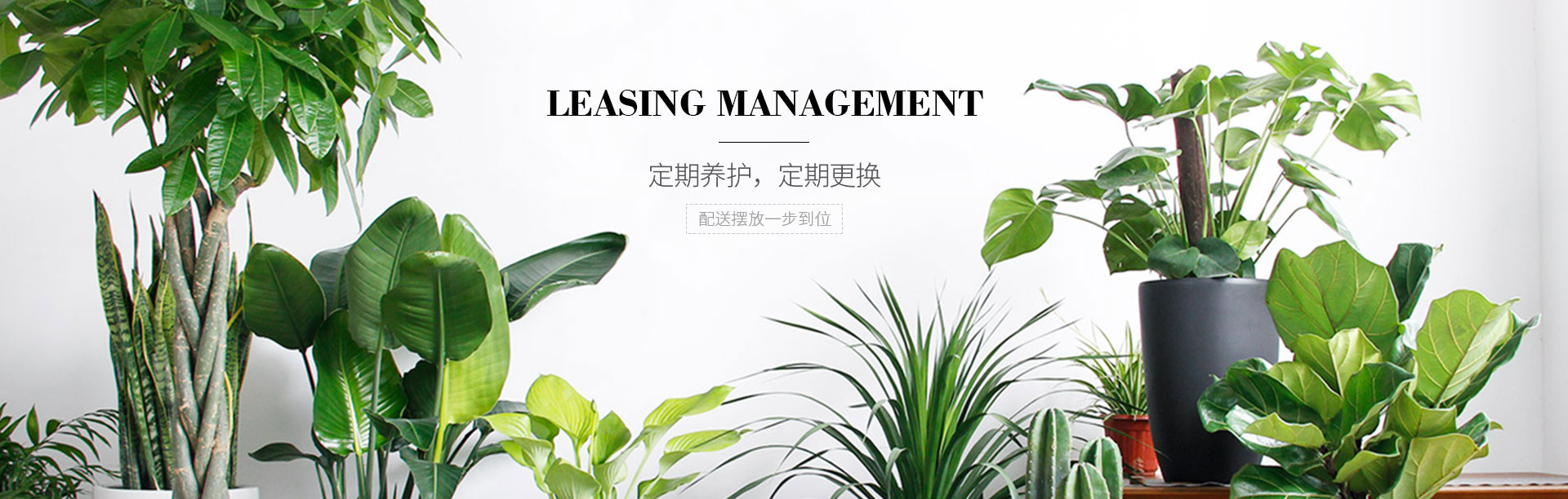 写字楼绿植租赁