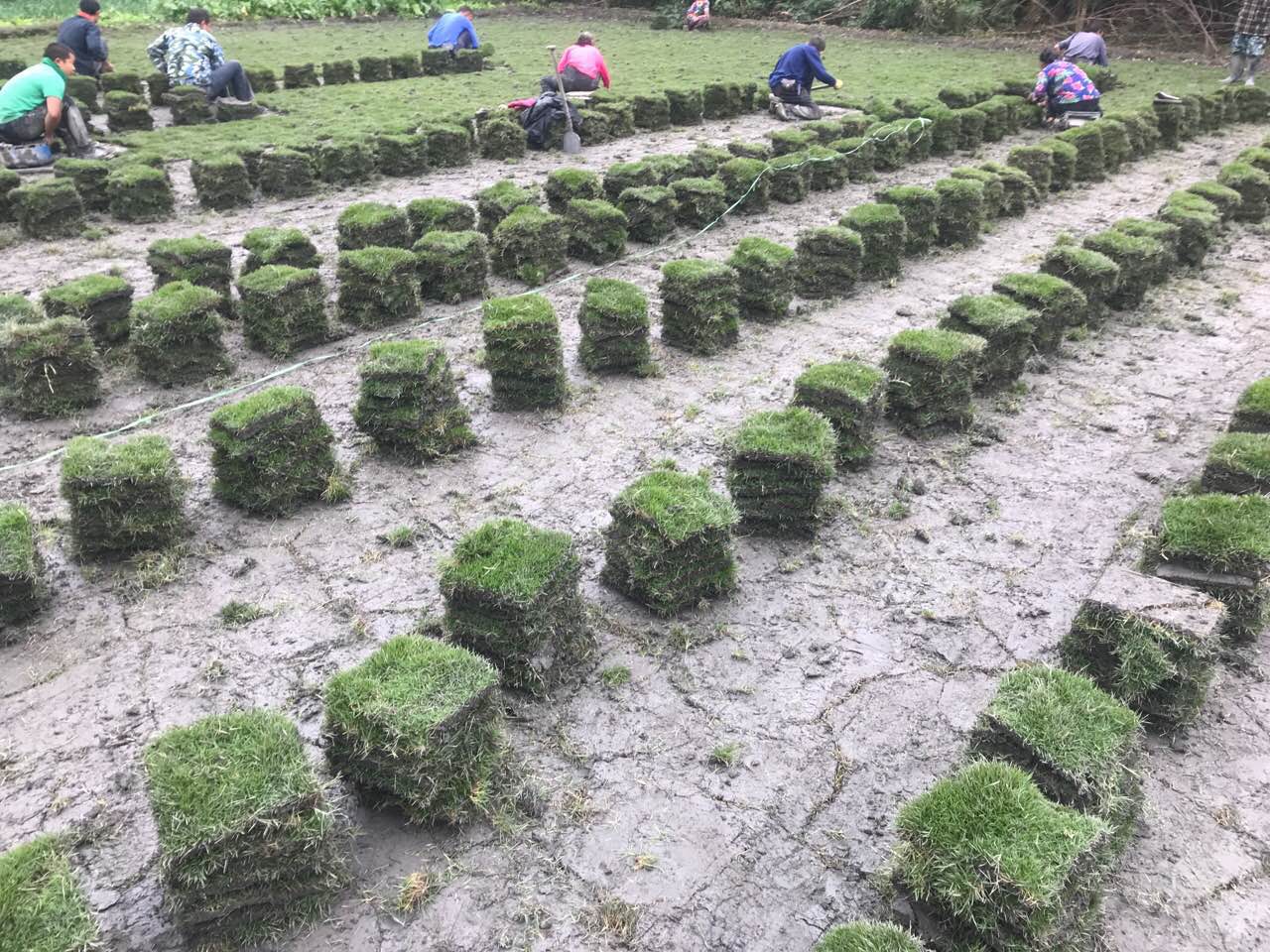 成都草坪種植廠家