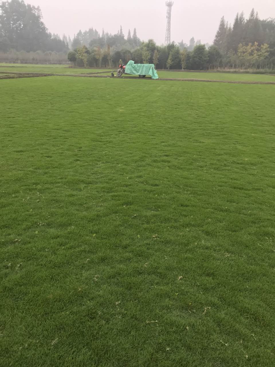 四川草坪種植廠家哪家好？