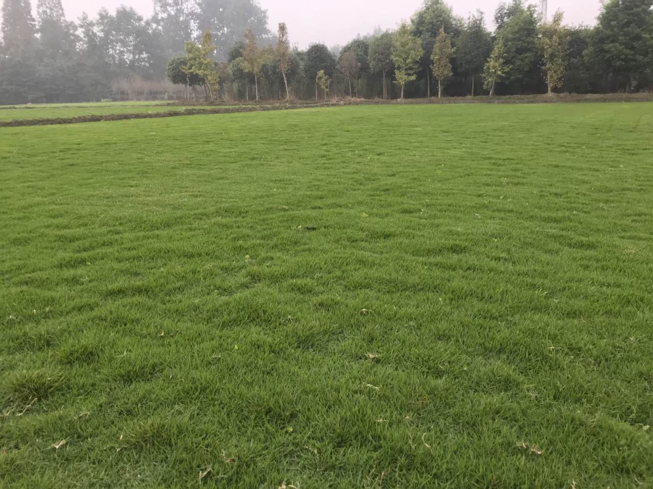 四川草坪種植廠家就找悠時(shí)光