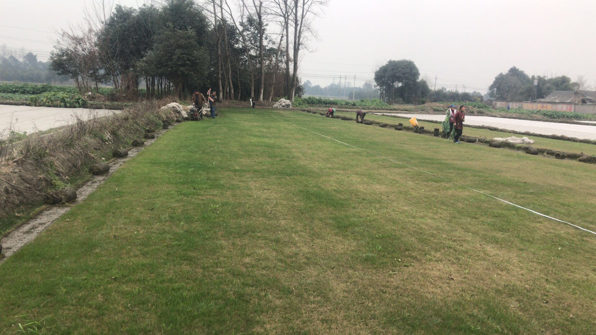 悠時光草坪批發(fā) 悠時光草坪批發(fā)